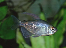 Image of Makunaima pittieri (Diamond tetra)