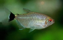 Image of Bario sanctaefilomenae (Redeye tetra)