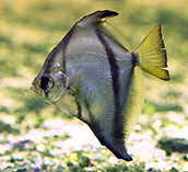 Image of Monodactylus sebae (African moony)