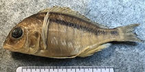 Image of Mylochromis anaphyrmus 