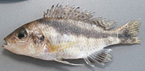 Image of Mylochromis durophagus 