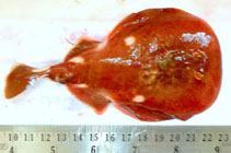 Image of Narke dipterygia (Numbray)