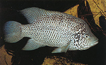 tn_Natet_m1.jpg