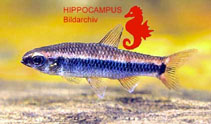 Image of Neolebias axelrodi 