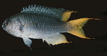 Image of Neopomacentrus sororius (Twin demoiselle)