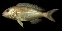 Image of Nemipterus hexodon (Ornate threadfin bream)