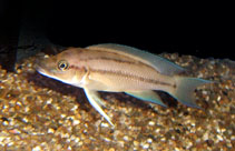 Image of Neolamprologus longicaudatus 