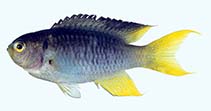 tn_Nenem_u9.jpg