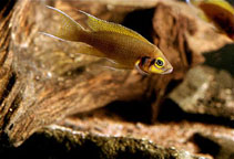 Image of Neolamprologus pulcher 