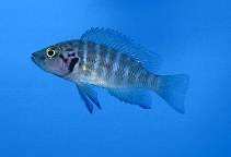 Image of Neolamprologus savoryi 