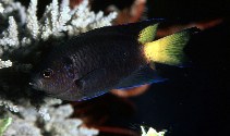 Image of Neopomacentrus violascens (Violet demoiselle)