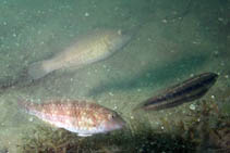 Image of Nicholsina usta (Emerald parrotfish)