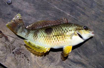 Image of Notolabrus celidotus (Spotty)