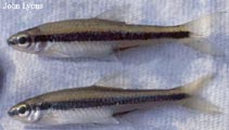 Image of Alburnops chalybaeus (Ironcolor shiner)