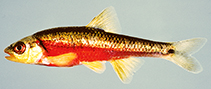 Image of Hydrophlox chiliticus (Redlip shiner)