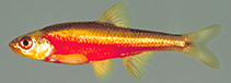 Image of Hydrophlox chiliticus (Redlip shiner)