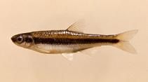 Image of Pteronotropis cummingsae (Dusky shiner)