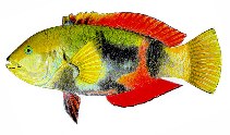 Image of Notolabrus gymnogenis (Crimsonband wrasse)
