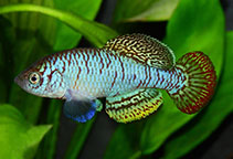 Image of Nothobranchius iridescens 