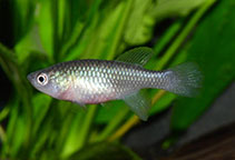 Image of Nothobranchius katemomandai 