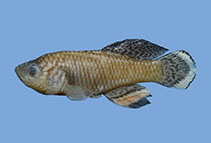 Image of Nothobranchius katemomandai 