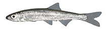 Image of Notropis photogenis (Silver shiner)