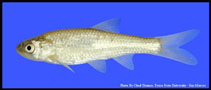 Image of Alburnops simus (Bluntnose shiner)
