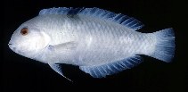 Image of Novaculops pastellus (Lord Howe sandy)