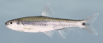 Image of Alburnops texanus (Weed shiner)