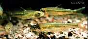 Image of Paranotropis volucellus (Mimic shiner)