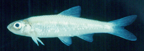 Image of Paranotropis wickliffi (Channel shiner)