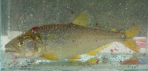 Image of Oligosarcus brevioris 
