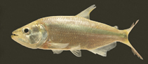 Image of Oligosarcus paranensis 