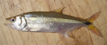 Image of Oligosarcus robustus 
