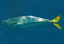 Image of Oligoplites saurus (Leatherjacket)