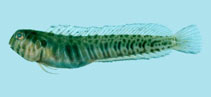 Image of Omobranchus germaini (Germain\