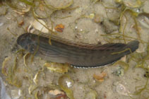 Image of Omobranchus punctatus (Muzzled blenny)