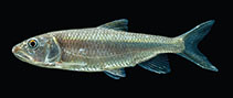 Image of Opsariichthys bidens 