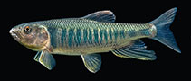 Image of Opsariichthys bidens 