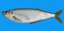 Image of Opisthopterus dovii (Dove\