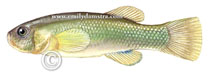 Image of Orestias ascotanensis 