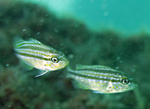 Image of Orthopristis chrysoptera (Pigfish)