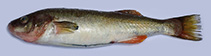 Image of Orestias pentlandii 