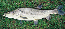 Image of Oreoleuciscus potanini (Altai osman)