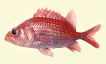tn_Osova_u0.jpg