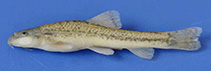 Image of Oxynoemacheilus eregliensis 