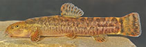 Image of Oxynoemacheilus kaynaki (Melid loach)