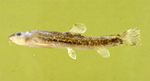 Image of Oxynoemacheilus panthera 