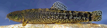 Image of Oxynoemacheilus zarzianus 