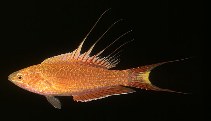 Image of Paracheilinus bellae (Bell\